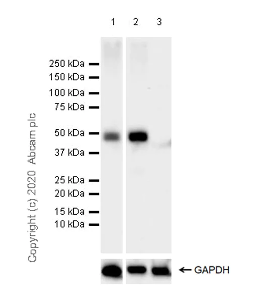 Western blot - Anti-Vaspin antibody [EPR23079-196] (AB267470)