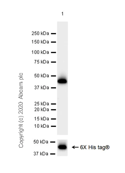 Western blot - Anti-Vaspin antibody [EPR23079-196] (AB267470)