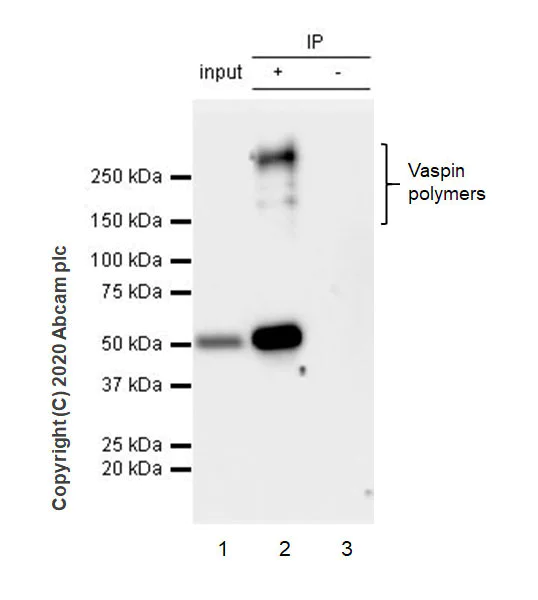 Immunoprecipitation - Anti-Vaspin antibody [EPR23079-196] - BSA and Azide free (AB273096)