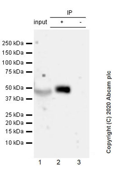 Immunoprecipitation - Anti-Vaspin antibody [EPR23080-232] (AB267471)