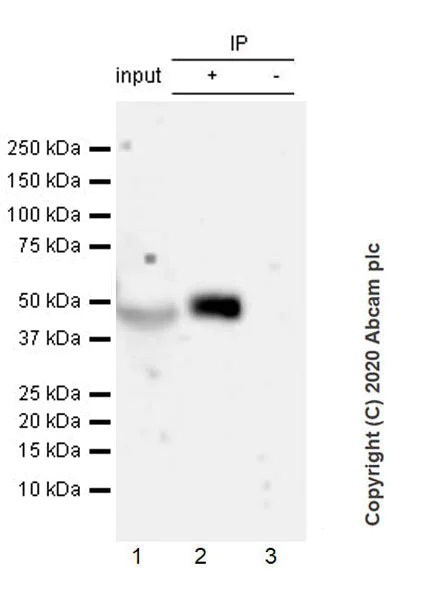 Immunoprecipitation - Anti-Vaspin antibody [EPR23080-232] (AB267471)