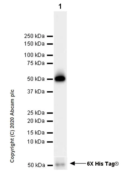 Western blot - Anti-Vaspin antibody [EPR23080-232] (AB267471)