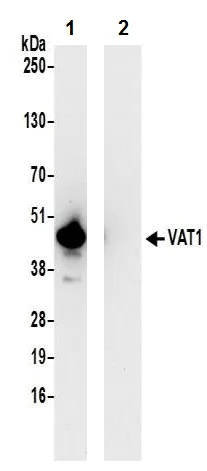 Immunoprecipitation - Anti-VAT1 antibody (AB242045)