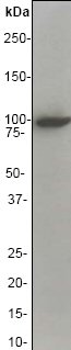 Western blot - Anti-Vav proteins antibody [EP482Y] - BSA and Azide free (AB247298), expandable thumbnail