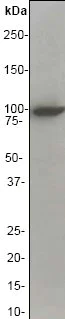 Western blot - Anti-Vav proteins antibody [EP482Y] - BSA and Azide free (AB247298)