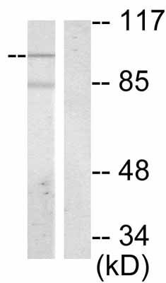 Western blot - Anti-Vav proteins (phospho Y174) antibody (AB47282)