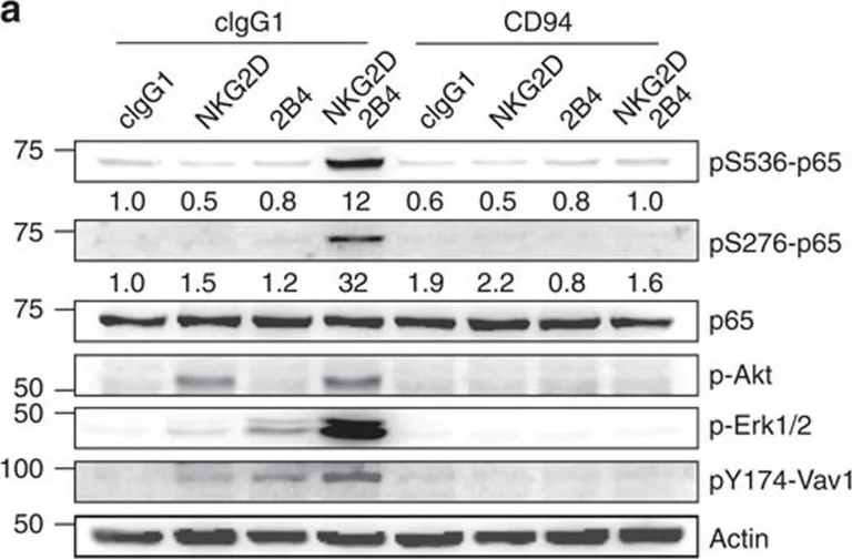 Western blot - Anti-Vav proteins (phospho Y174) antibody (AB47282)