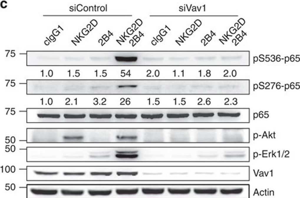 Western blot - Anti-Vav proteins (phospho Y174) antibody (AB47282)