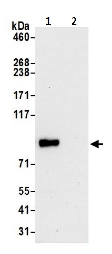 Immunoprecipitation - Anti-VAV1 antibody (AB245440)