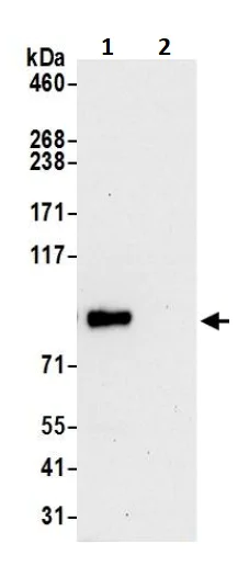 Immunoprecipitation - Anti-VAV1 antibody (AB245440)