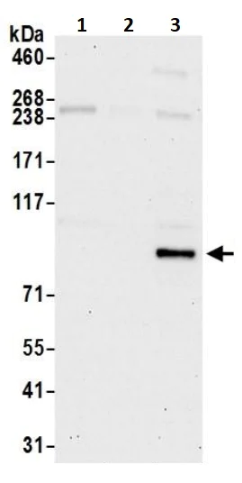 Western blot - Anti-VAV1 antibody (AB245440)
