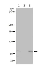 Western blot - Anti-VAV1 antibody (AB97574)