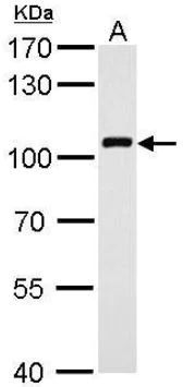 Western blot - Anti-VAV1 antibody (AB97574)