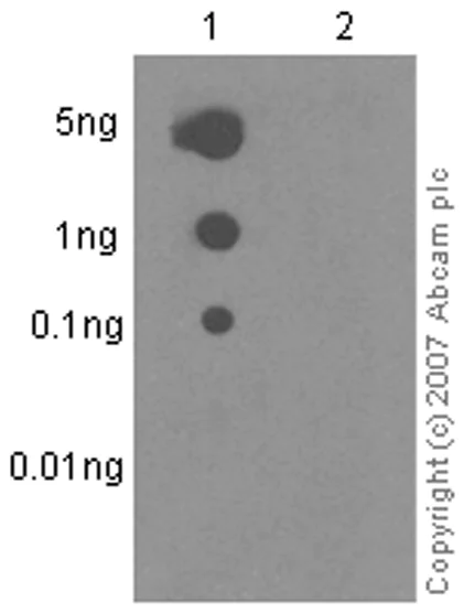 Dot Blot - Anti-VAV1 (phospho Y174) antibody [EP510Y] (AB76225)