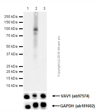 Western blot - Anti-VAV1 (phospho Y174) antibody [EP510Y] (AB76225)