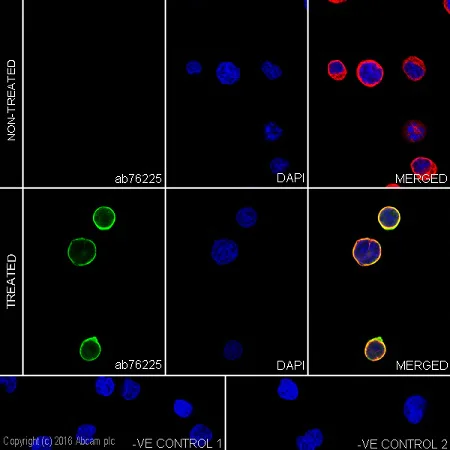 Immunocytochemistry/ Immunofluorescence - Anti-VAV1 (phospho Y174) antibody [EP510Y] - BSA and Azide free (AB238424)