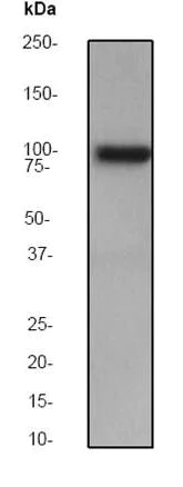 Western blot - Anti-VAV2 antibody [EP1067Y] (AB52640)