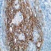 Immunohistochemistry (Formalin/PFA-fixed paraffin-embedded sections) - Anti-VAV2 antibody [EP1067Y] - BSA and Azide free (AB239846)