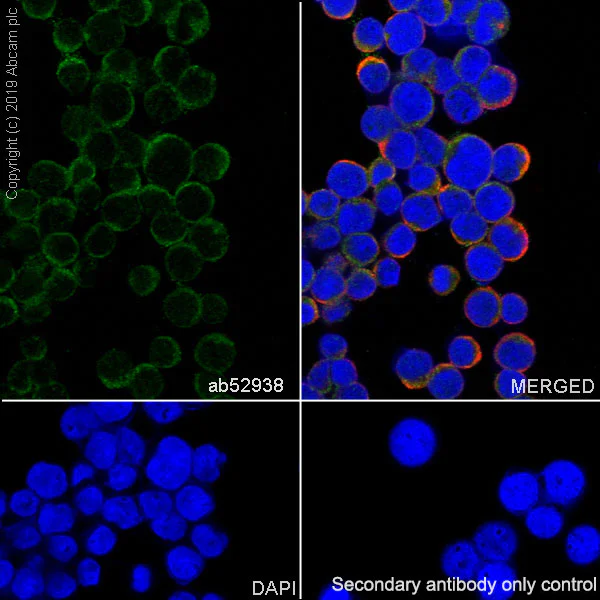 Immunocytochemistry/ Immunofluorescence - Anti-VAV3 antibody [EP1130Y] - BSA and Azide free (AB247340)