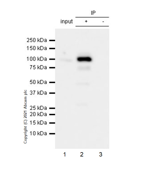 Immunoprecipitation - Anti-VAV3 antibody [EP1130Y] - BSA and Azide free (AB247340), expandable thumbnail