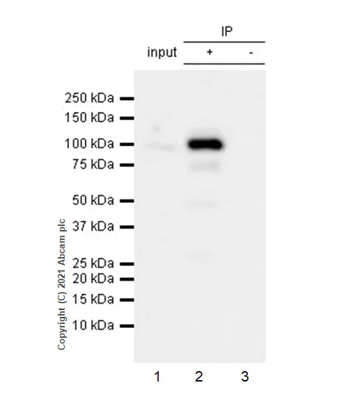 Immunoprecipitation - Anti-VAV3 antibody [EP1130Y] - BSA and Azide free (AB247340)