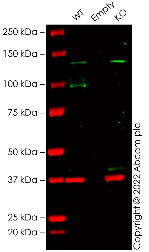 Western blot - Anti-VAV3 antibody [EP1130Y] - BSA and Azide free (AB247340), expandable thumbnail