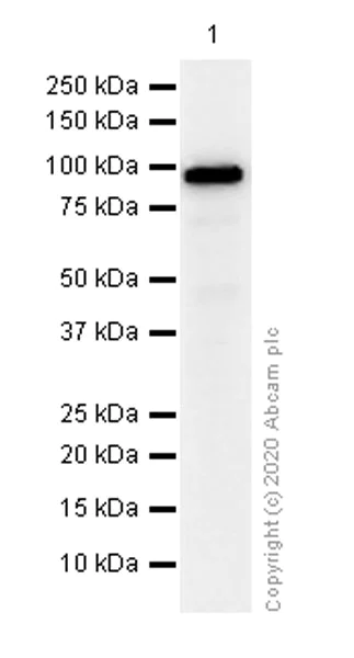 Western blot - Anti-VAV3 antibody [EP1130Y] - BSA and Azide free (AB247340)