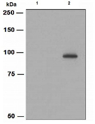 Western blot - Anti-VAV3 (phospho Y173) antibody [EPR1068A] (AB109544), expandable thumbnail