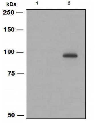 Western blot - Anti-VAV3 (phospho Y173) antibody [EPR1068A] (AB109544)