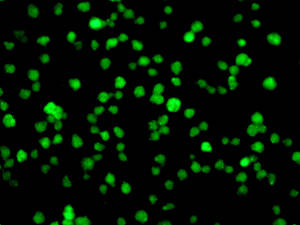 Immunocytochemistry/ Immunofluorescence - Anti-VAX2 antibody [EPR10424] - BSA and Azide free (AB249157)