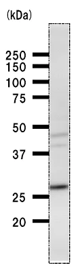 Western blot - Anti-VAX2 antibody [VAX2A8F12] (AB50899)