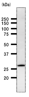 Western blot - Anti-VAX2 antibody [VAX2A8F12] (AB50899)