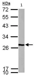Western blot - Anti-VBP-1 antibody (AB96085)