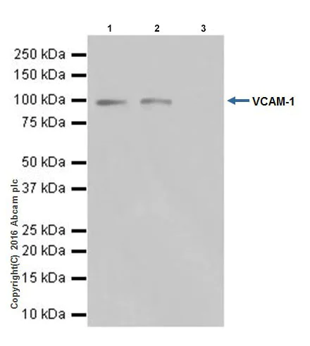 Immunoprecipitation - Anti-VCAM1 antibody [EPR17010-83] (AB181315)