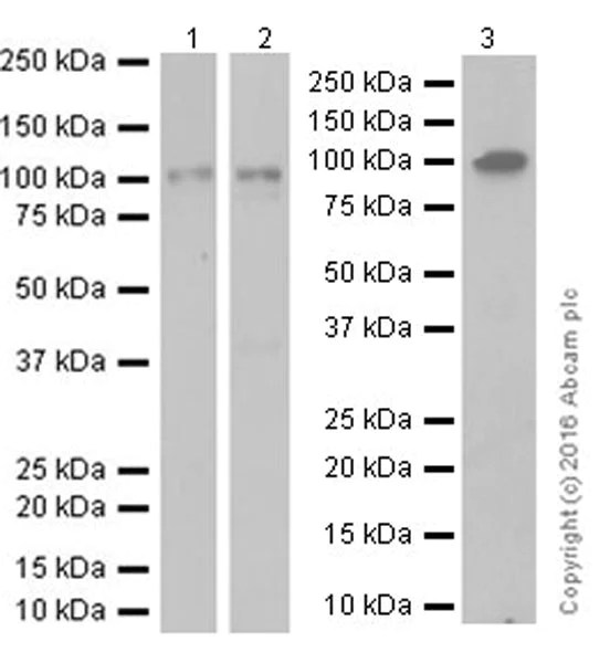 Western blot - Anti-VCAM1 antibody [EPR17010-83] (AB181315)