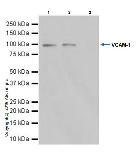 Immunoprecipitation - Anti-VCAM1 antibody [EPR17010-83] - BSA and Azide free (AB232458)