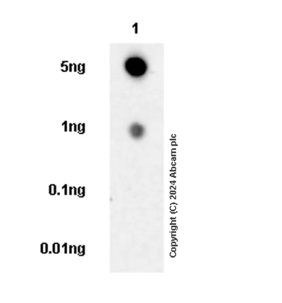 Dot Blot - Anti-VCAM1 antibody [EPR27027-79] (AB316314)