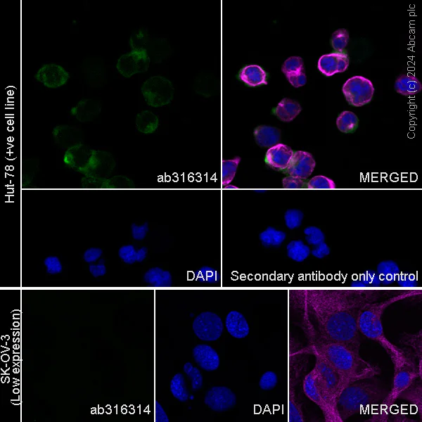 Immunocytochemistry/ Immunofluorescence - Anti-VCAM1 antibody [EPR27027-79] - BSA and Azide free (AB316315)