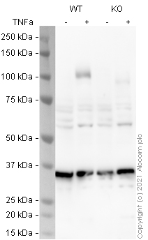 Western blot - Anti-VCAM1 antibody [EPR5038(2)] (AB174279), expandable thumbnail