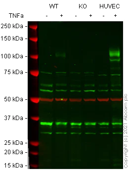 Western blot - Anti-VCAM1 antibody [EPR5047] (AB134047)