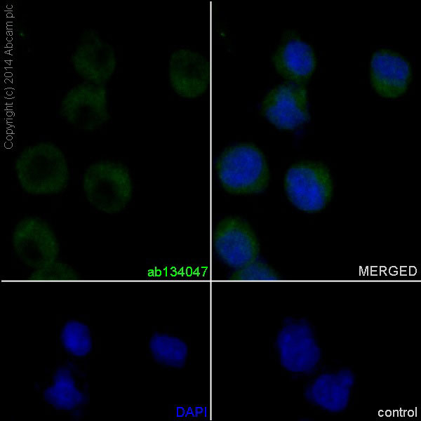 Immunocytochemistry/ Immunofluorescence - Anti-VCAM1 antibody [EPR5047] - Low endotoxin, Azide free (AB215380), expandable thumbnail