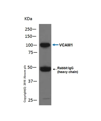 Immunoprecipitation - Anti-VCAM1 antibody [EPR5047] - Low endotoxin, Azide free (AB215380)