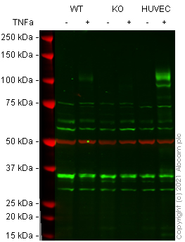 Western blot - Anti-VCAM1 antibody [EPR5047] - Low endotoxin, Azide free (AB215380), expandable thumbnail