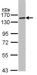 Western blot - Anti-VCIP 135 antibody (AB97812)