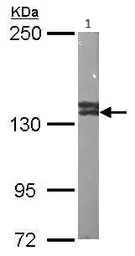 Western blot - Anti-VCIP 135 antibody (AB97812)