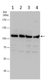 Western blot - Anti-VCP antibody (AB111740)