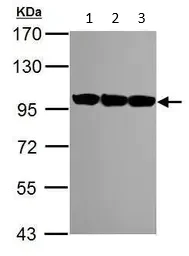 Western blot - Anti-VCP antibody (AB111740)