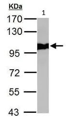Western blot - Anti-VCP antibody (AB111740)