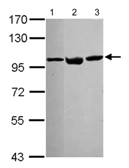 Western blot - Anti-VCP antibody (AB111740)