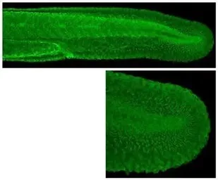IHC - Wholemount - Anti-VCP antibody (AB155146)